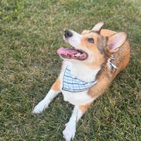 Little English traditional children's clothing.  Blue plaid dog bandana for fall