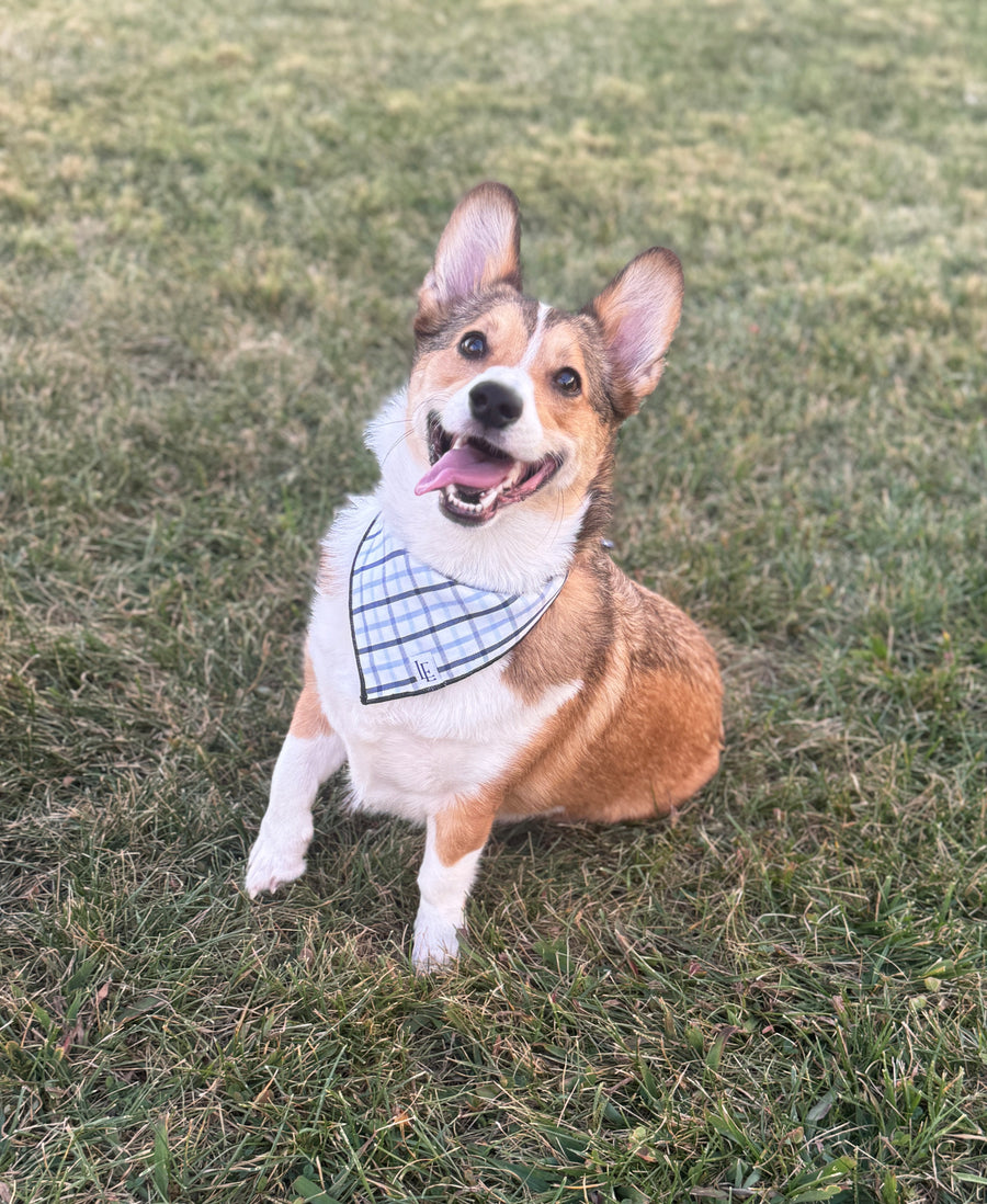 Little English traditional children's clothing.  Blue plaid dog bandana for fall