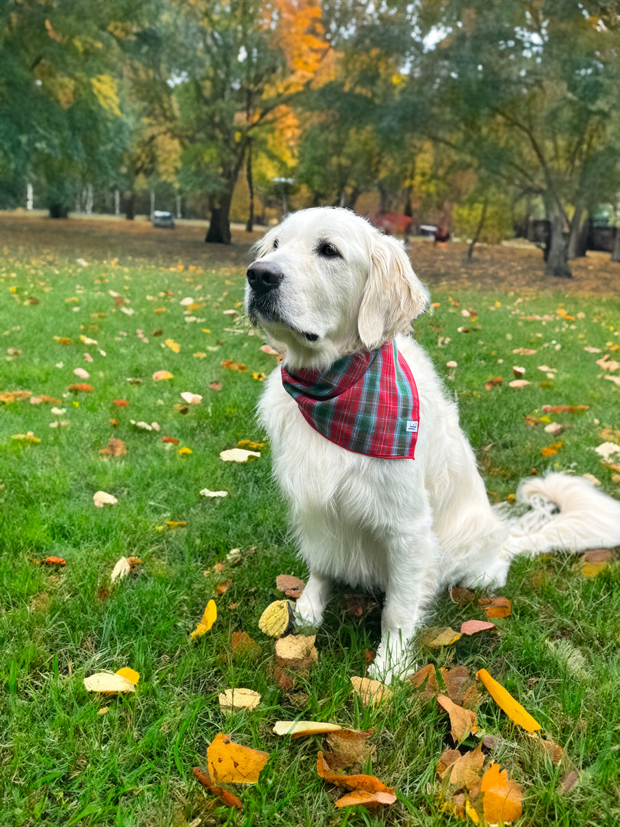 Little English traditional children's clothing.  Red and green tartan plaid dog bandana for Fall. Holiday dog bandana.