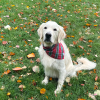 Little English traditional children's clothing.  Red and green tartan plaid dog bandana for Fall. Holiday dog bandana.