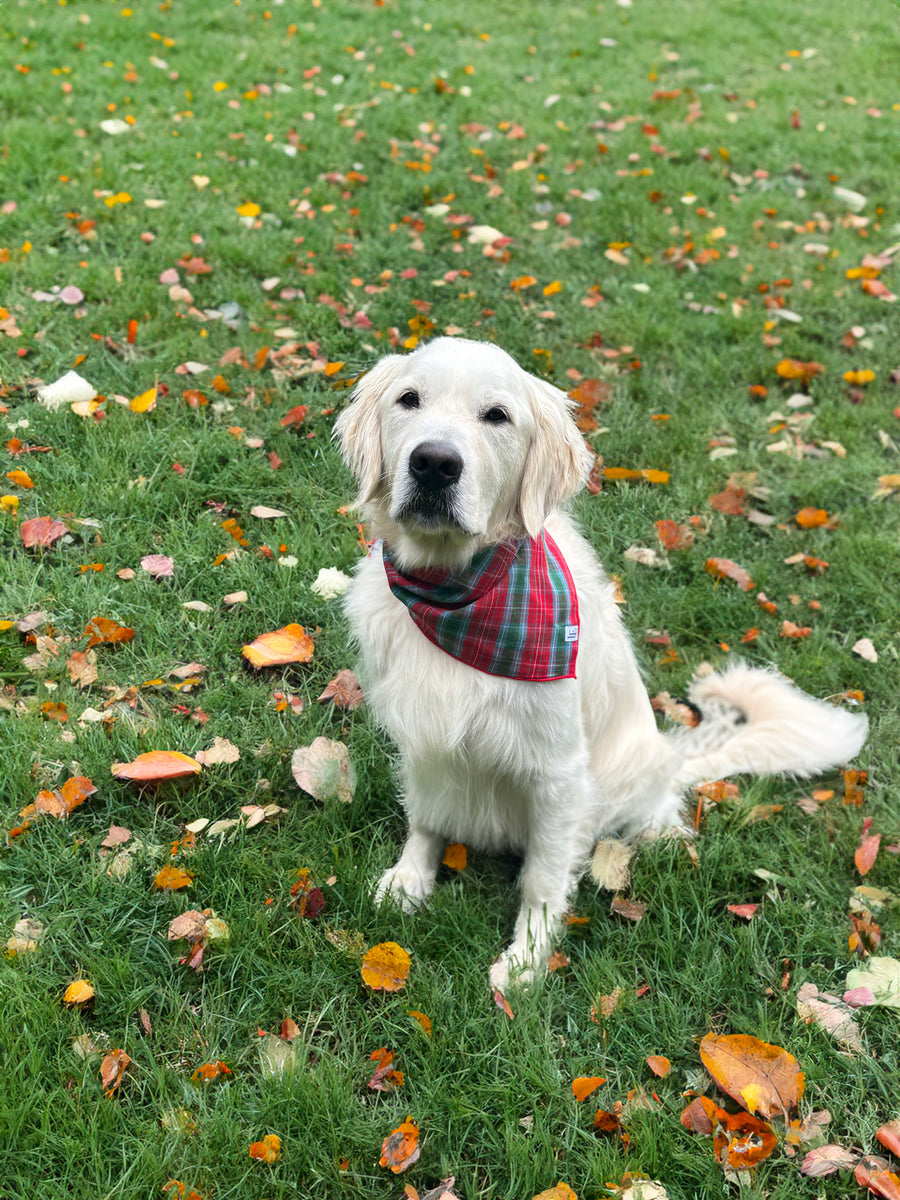 Little English traditional children's clothing.  Red and green tartan plaid dog bandana for Fall. Holiday dog bandana.