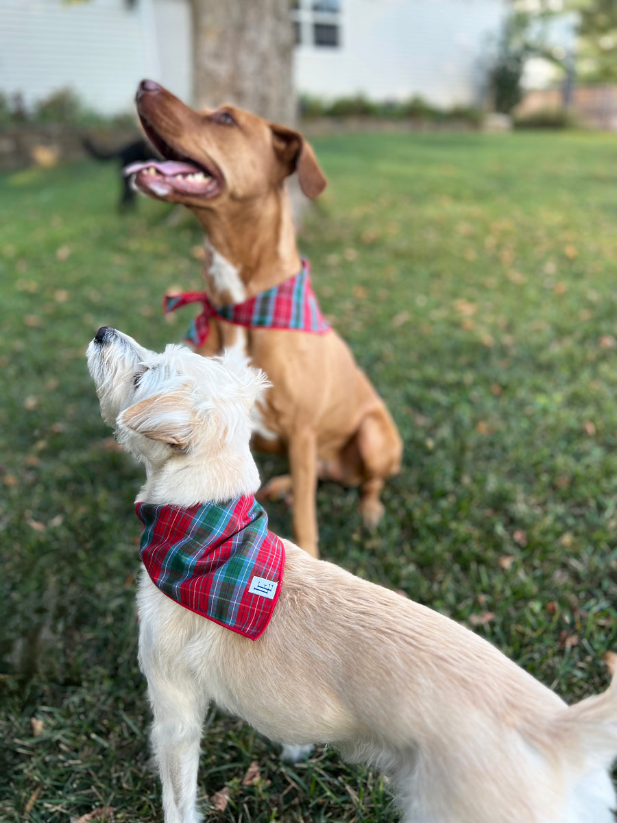 Little English traditional children's clothing.  Red and green tartan plaid dog bandana for Fall. Holiday dog bandana.