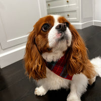 Little English traditional children's clothing.  Red and green tartan plaid dog bandana for Fall. Holiday dog bandana.