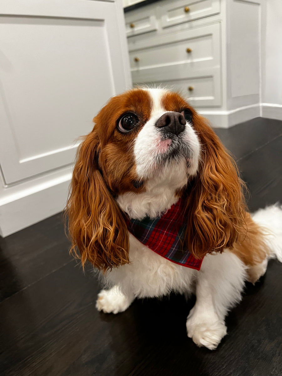 Little English traditional children's clothing.  Red and green tartan plaid dog bandana for Fall. Holiday dog bandana.