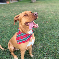 Little English traditional children's clothing.  Red and green tartan plaid dog bandana for Fall. Holiday dog bandana.