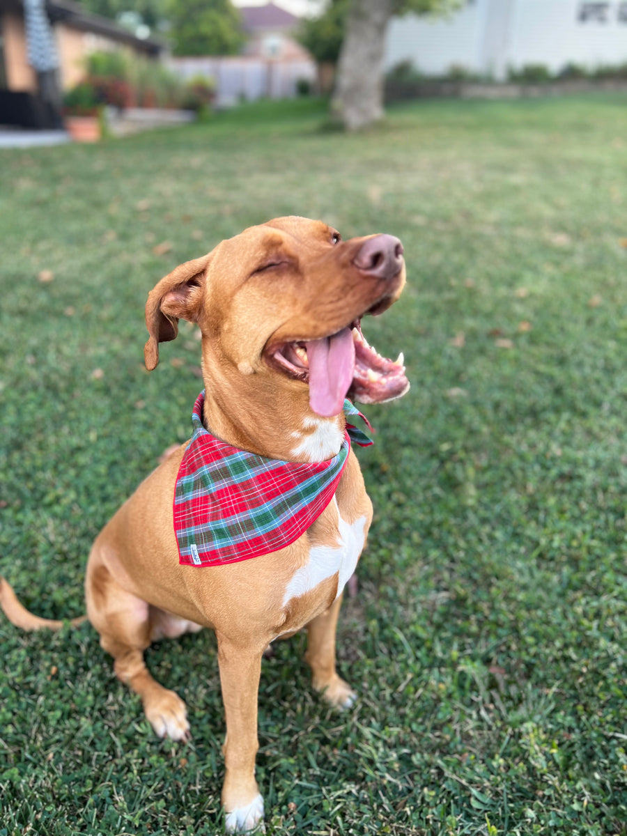 Little English traditional children's clothing.  Red and green tartan plaid dog bandana for Fall. Holiday dog bandana.