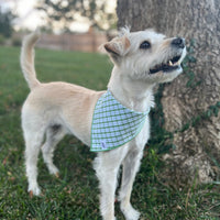 Little English traditional children's clothing. Green plaid dog bandana for Fall