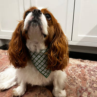 Little English traditional children's clothing. Green plaid dog bandana for Fall