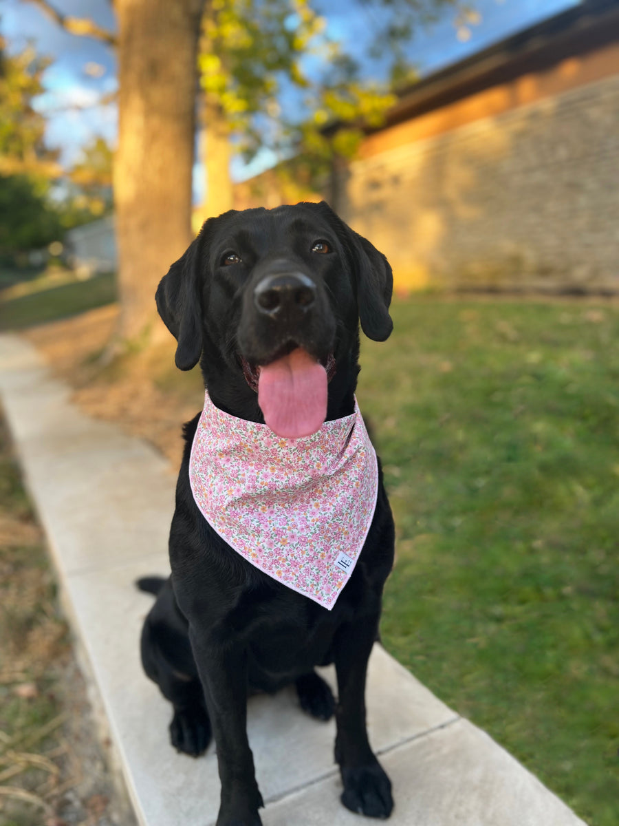 Little English traditional children's clothing. Pink floral dog bandana for Fall