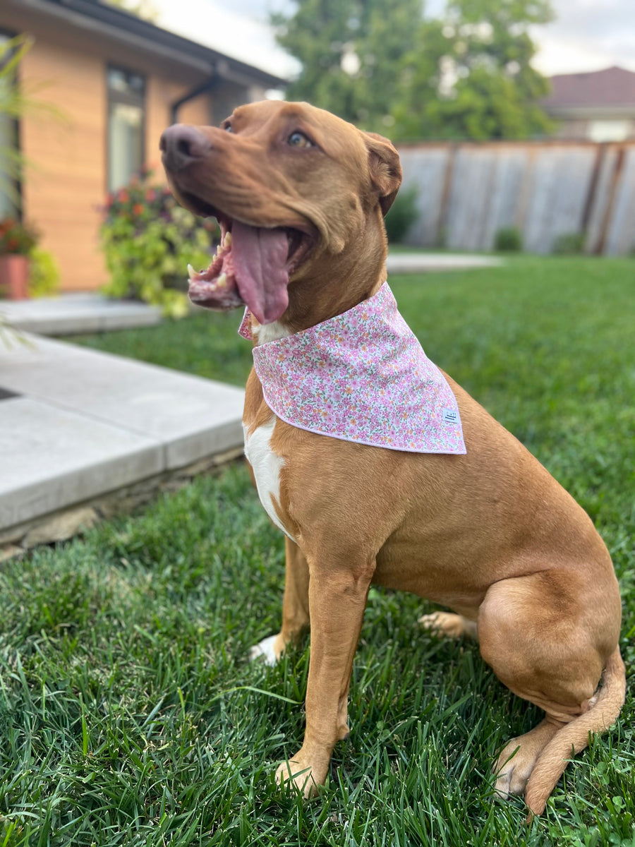 Little English traditional children's clothing. Pink floral dog bandana for Fall