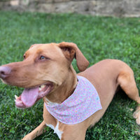 Little English traditional children's clothing. Pink floral dog bandana for Fall