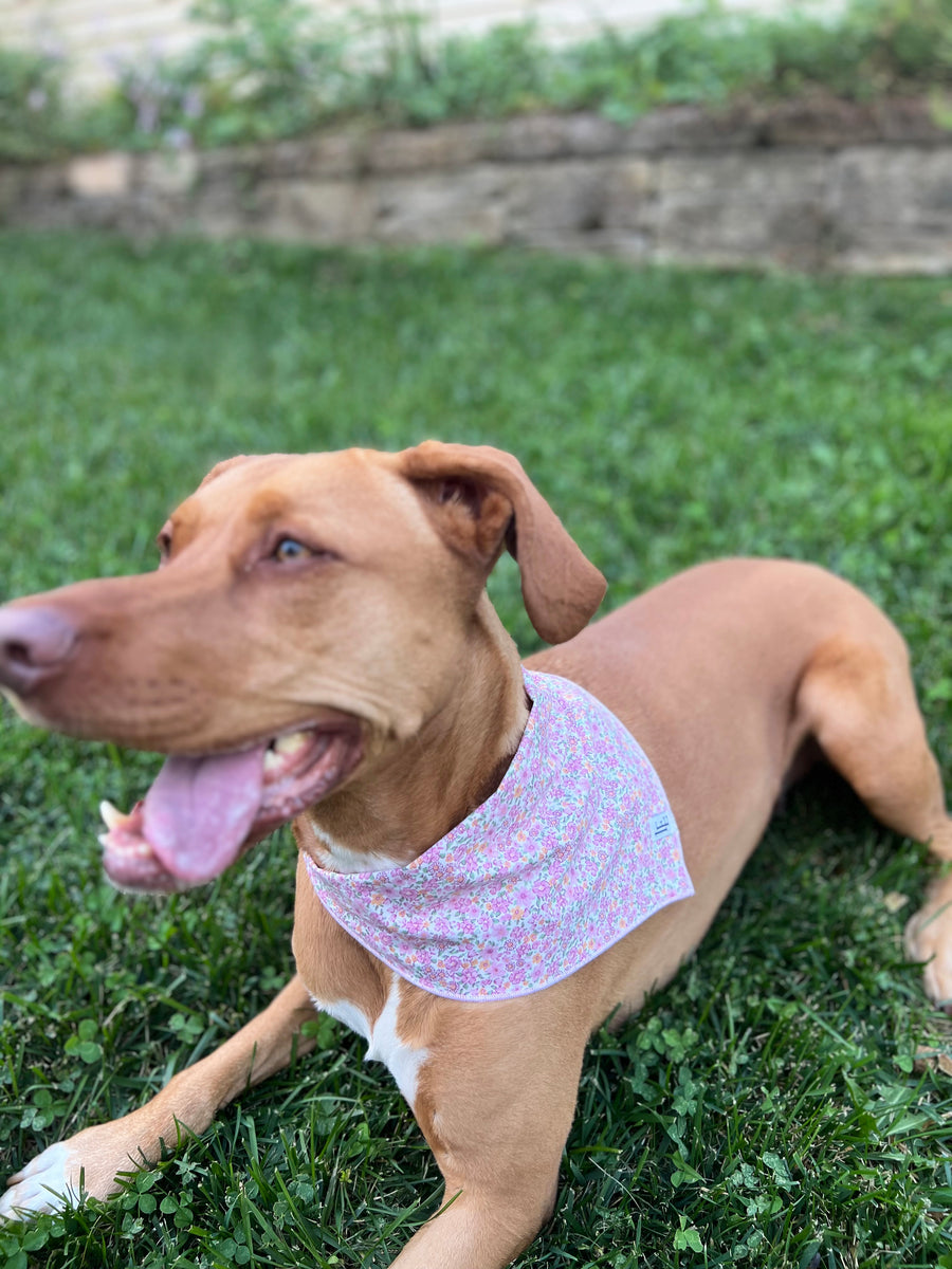 Little English traditional children's clothing. Pink floral dog bandana for Fall