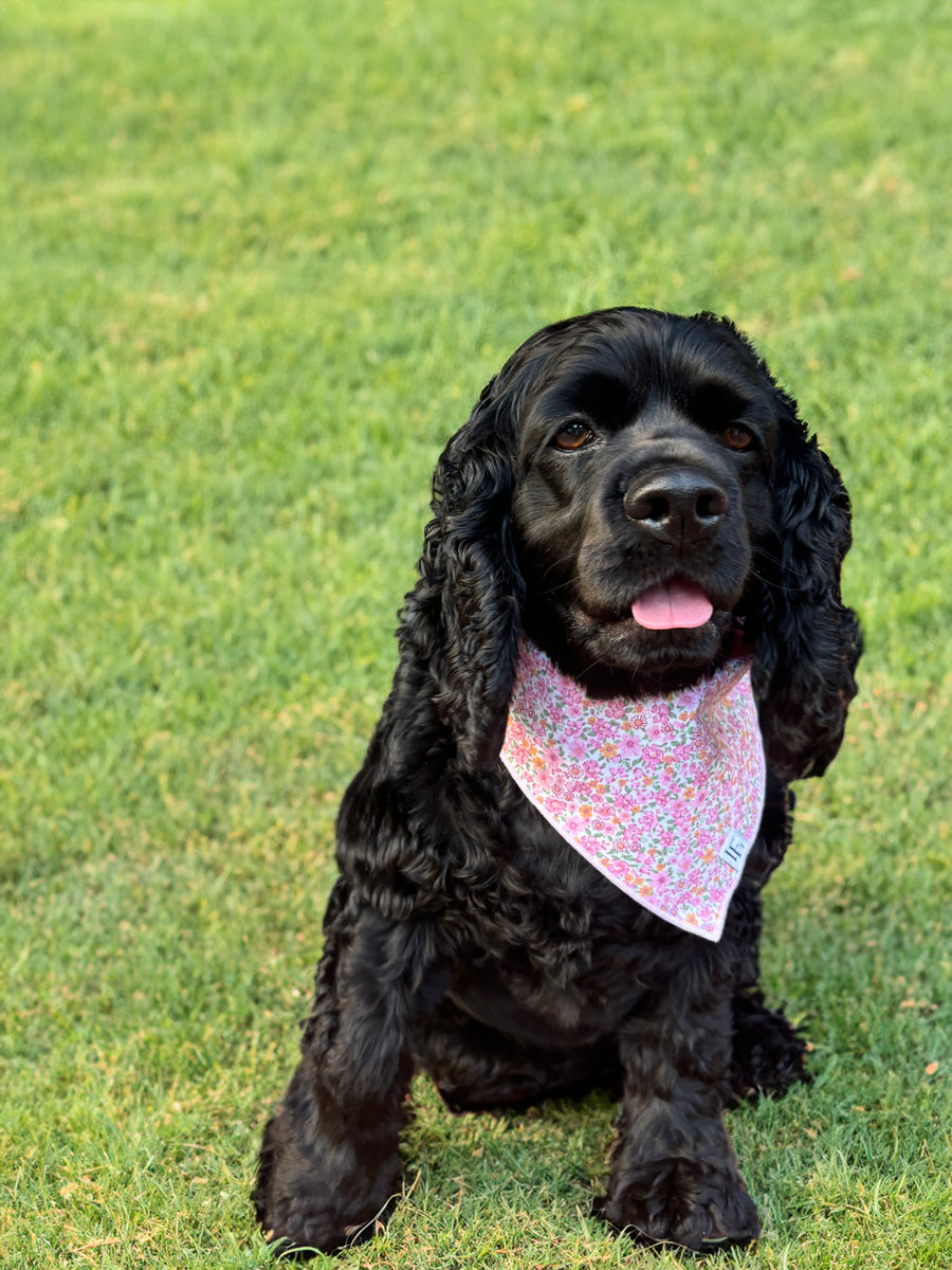 Little English traditional children's clothing. Pink floral dog bandana for Fall